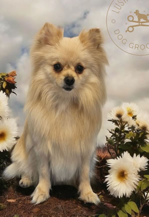 Dog grooming results Carmarthen 3