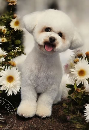 Dog grooming results Carmarthen 2
