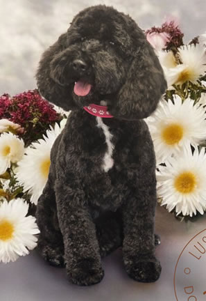 Dog grooming results Carmarthen 4