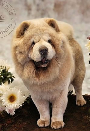 Dog grooming results Carmarthen 5