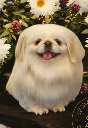 Dog grooming results Carmarthen 6