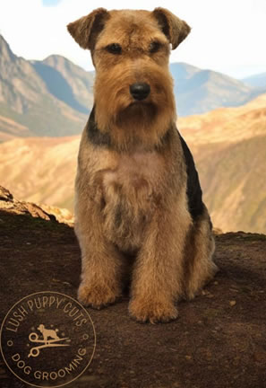 Dog grooming results Carmarthen 1