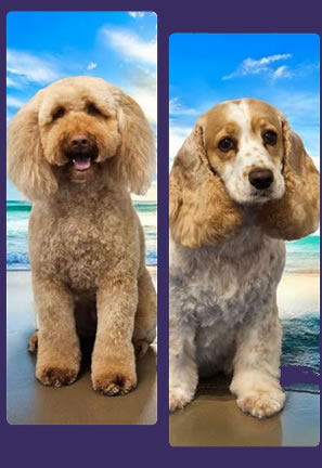 Professional dog groomer in Carmarthen